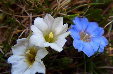 花色多态型对花温和开花行为的调节研究...